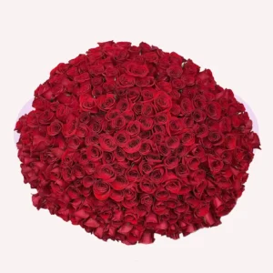 300 rosas rojas